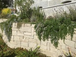 Trockensteinmauer überwachsen mit Pflanzen 